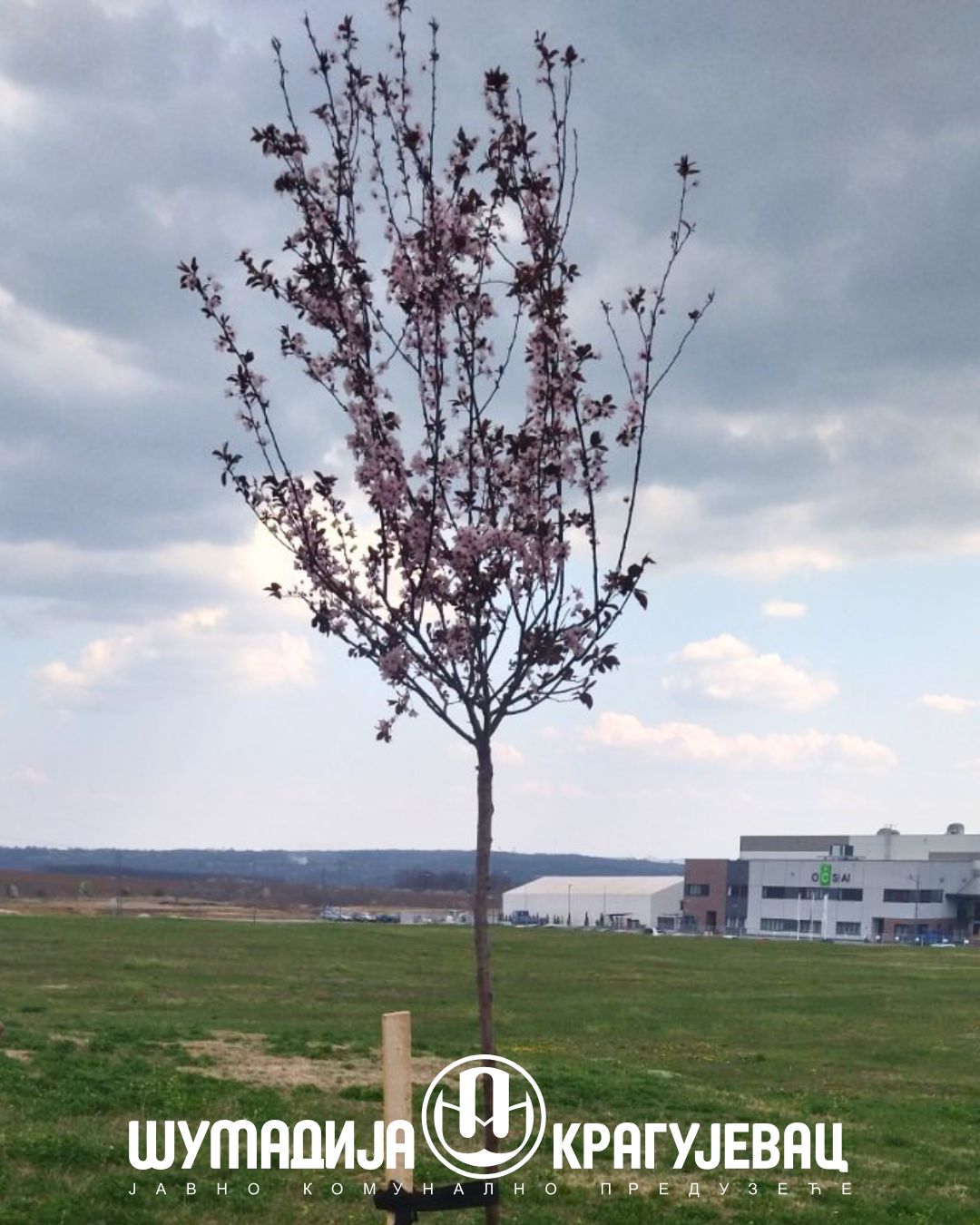 Садња дрворедних садница у оквиру акције  „Врати дах природи – посади дрво“